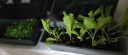 花沃里花盆大号带托盘2个装 阳台种菜盆种植箱种子育苗盘长方形塑料花盆 实拍图