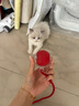 HELLOJOY狗狗玩具耐咬球自动逗狗神器自嗨解闷宠物电动小狗智能弹力遛狗球 实拍图