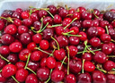 山东红灯樱桃超甜产地包邮应季采摘孕妇新鲜水果红樱桃当季热卖 2.8斤(净重) 红灯大樱桃 大果(26-28mm) 晒单实拍图