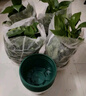 双盟绿萝盆栽除甲醛花卉绿植办公室新房净化空气110方白10盆源头直发 实拍图