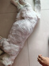 比瑞吉猫粮爱不将就全价全期猫主粮2kg*5添加蛋黄羊奶粉 实拍图