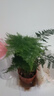 开时果 各类小盆栽绿植素材苗 小叶赤楠造景微景观植物盆景源头直发包邮 文竹（小盆） 实拍图