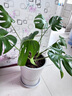 大号特大号高筒陶瓷花盆发财树天堂鸟大口径30以上绿植大花盆 低腰大套金腰线(大号) 实拍图