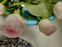 【玫瑰花】10枝装特价云南鲜花直发节日鲜花礼物花束家用水养插花 洛神玫瑰10枝 实拍图