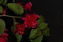 佳能（Canon）EOS600D750D700D760D800D850d学生入门拍照摄像二手单反相机 800D+18-135 IS STM 【套机】 99新 实拍图