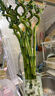 【带根富贵竹转运竹龙竹】招财水培植物客厅弯竹开运竹子盆栽花卉 70-75cm转运竹--8支 送4灯笼 实拍图
