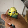 宠易生鹦鹉奶粉手养鹦鹉雏鸟幼鸟营养乳粉中大小型鹦鹉饲料200g 晒单实拍图