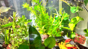 疯狂水草鱼草缸水草造景水草植物直接入缸净化水质40-60cm缸源头直发包邮a 实拍图