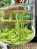 叶龙井茶叶2025新货雨前绿茶浓香型口粮春茶自己喝正品 明前龙井250g[A级高端礼盒+陶瓷盆*2】 茶叶胖东来超市茶叶店官方店旗舰京自药房東營 实拍图
