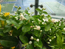 【雅之典】重瓣茉莉花盆栽室内观花植物四季好养带花苞开花不断绿植 茉莉花6年苗【特大号螺纹盆】 好养活 实拍图
