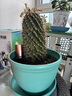 萌优优 欧式花盆 绿植多肉盆栽加厚仿红陶盆带托盘(不含绿植) 翡翠绿 实拍图