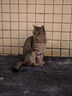帕缇朵c3猫粮全期成猫猫粮幼奶糕无谷低敏配方猫粮 牛肉蔬菜味（10KG） 实拍图