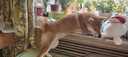 普安特宠物狗狗驱虫药犬驱虫体内外一体跳蚤犬虱非泼罗尼爱滴克 实拍图