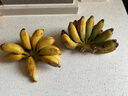 粤迎广西小米蕉新鲜香蕉香芭蕉香产地直发甜粉糯现摘现发芭蕉粉蕉自然 净3斤精选果【粉糯香甜】 实拍图