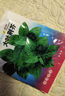 易发芽大叶香菜种子香菜籽耐热四季阳台室内盆栽种籽蔬菜种子大全 正品新种大叶荆芥约1500粒1包 实拍图