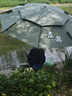 左都（ZUODU）2.6m钓鱼专用大伞台钓遮阳伞大号加固加厚抗风防暴雨可调节拐杖伞 2.6米 【森绿】升级款-可锁止地插 实拍图