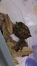 疯狂水草龙眼叶养龟免煮天然造景植物鱼缸摆件龙眼叶50-60片 实拍图