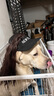 奥丁 狗粮40斤金毛拉布拉多哈士奇法斗德牧马犬田园犬中大型犬鲜肉粮 工作成犬专用20kg40斤 实拍图