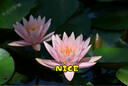 尼康（Nikon）微单镜头Z卡口 尼克尔镜头适用于尼康相机zfcz30z50/z5/z62/z72/Z8/Z9 Z卡口镜头 Z DX 50-250F4.5-6.3VR拆机镜头 标配：下单送品质UV滤镜 实拍图