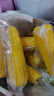 十月稻田 黄糯玉米 3.52斤(220g*8根) 东北甜黏玉米棒 早餐苞米 真空包装 实拍图
