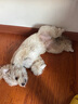 疯狂小狗 宠物狗狗零食火腿肠幼犬成犬训练奖励 混合香肠900g（低淀粉） 实拍图