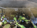 YEE鱼缸氧气泵双孔养鱼充氧泵增氧机低音小型家用打氧器增氧泵5w  实拍图