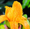 三亚芒果  海南芒果新鲜水果生鲜整箱当季大青皮芒 热带孕妇芒果 10斤装(净果8.5-9斤)单果300g+ 实拍图
