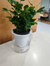 九里香盆栽浓香水培植物四季好养树苗室内好养花卉驱蚊竹柏绿植 九里香原装+简欧透明自吸盆 送肥料 实拍图