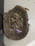【京东物流】猫抓板磨爪猫窝一体耐磨不掉屑超大号猫玩具猫咪用品 椭圆小号+猫薄荷 实拍图