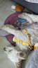 嬉皮狗小狗狗牵引绳背心式遛狗绳子小型犬胸背带狗链子XL码 建议15-28斤 实拍图
