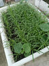 德沃多肥料蔬菜专用营养土50L园艺种菜土壤盆栽果蔬养花土种植土有机基质土 实拍图
