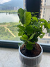 开时果 茉莉花盆栽浓香型 桌面绿植物阳台花卉树苗盆景摆件源头直发包邮 精品茉莉花5-10株【花瓣瓷盆】 实拍图