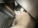 Orijen渴望猫粮 成猫幼猫干粮 六种鱼肉无谷全价通用进口1.8kg效期26/2 实拍图