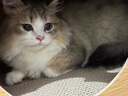 多特思(DOTUS) 幼猫羊奶猫条15g*25支添加益生元幼猫咪零食湿粮 实拍图