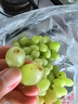 京鲜生 新疆无籽露 无核白葡萄 净重3.5斤原筐 生鲜水果 酸甜易掉粒  实拍图