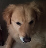 皇家皇家狗粮 成犬狗粮 犬粮 通用犬型 CC 通用粮 ≥12月 8KG 实拍图