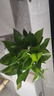 九千谷绿萝盆栽室内阳台绿植花卉净化空气植物盆景白盆6盆源头直发 实拍图