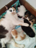 麦德氏IN-KAT猫咪A2初乳配方羊奶粉200g宠物羊奶粉成猫幼猫专用羊奶粉 实拍图