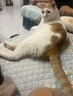 HELLOJOY猫咪指甲剪专用小盲剪狗狗指甲钳小猫指甲钳圆孔新手防抓防咬 实拍图