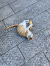 华元宠具（hoopet）猫玩具猫咪薄荷仿真鱼逗猫棒自嗨解闷消耗体力磨牙神器猫宠物用品 实拍图