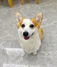冠能狗粮体重控制绝育犬成犬狗粮全价7kg 高蛋白低脂肪健康减轻体重 实拍图