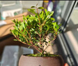 八芽 小叶赤楠盆景摆件室内绿植花卉盆栽老桩客厅办公室桌面好养植物 （【热销款】舍得紫砂盆赤楠+苔藓+底座） 实拍图