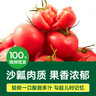 绿行者（GREER）桃太郎粉番茄 品牌果沙瓤生吃西红柿 自然熟新鲜水果蔬菜 桃太郎番茄 4.5斤 单果130g+ 实拍图