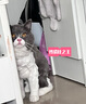 奥克斯（AUX）宠物剃毛器猫咪专用推子长毛猫电推剪静音剃猫毛神器宠物猫脚底推毛器 【长毛猫专用 可防水】标配 实拍图