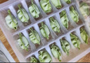 三全儿童水饺 三文鱼荠菜口味300g*2盒84只 果蔬和面速冻饺子儿童早餐 实拍图