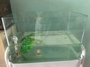高清热弯浮法透明玻璃鱼缸客厅家用造景装饰生态中小型生态金鱼缸 热弯鱼缸-豪华升级套餐 长30*宽18*高20cm 实拍图