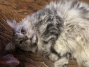 欢宠网宠物喂药器神器猫吃药狗狗喂食猫咪喂水狗幼猫幼犬针管喂奶注射器 实拍图
