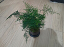 开时果 文竹盆栽桌面摆件盆景 办公室植物竹子水培绿植盆景源头直发包邮 【推荐款】舍得紫砂盆+苔藓+底座 实拍图