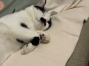 aumuca猫梳子宠物猫毛狗毛梳子祛浮毛神器猫咪梳子长毛猫刷宠物用品 祛毛套装B【浮毛梳+开结梳】 实拍图