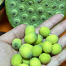 华味仙新鲜湘潭莲蓬 太空水果新鲜当季嫩莲蓬生吃鲜莲子带莲蓬现摘现发 湘潭莲蓬净重3斤(共14-21个） 实拍图